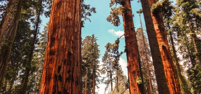 Sequoia trees